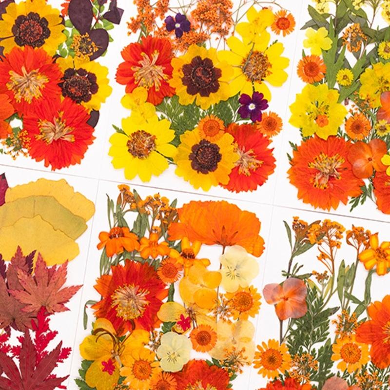 Fiori pressati essiccati per s - Art Craft Leaves recensione e prezzo