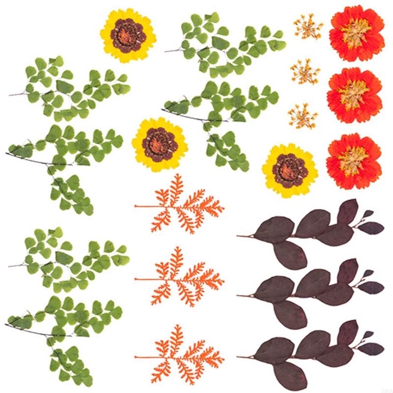 Fiori pressati essiccati per s - Art Craft Leaves recensione e prezzo